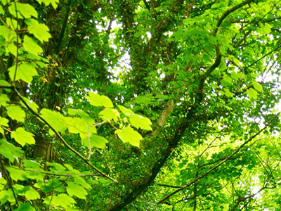 雅思范文丨雅思写作大作文真题范文之：新闻与人们生活的关系