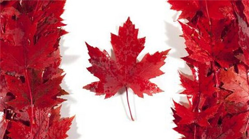 加拿大留学你不得不知的70个问题 搞清楚留加木问题